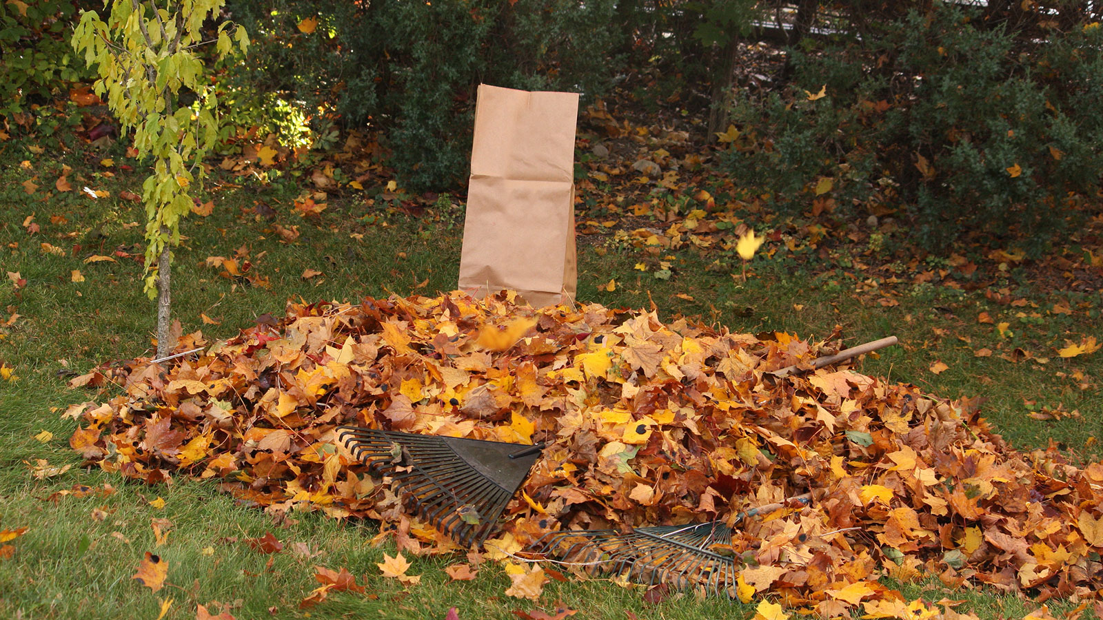 Lawn and Leaf Bags Lowes